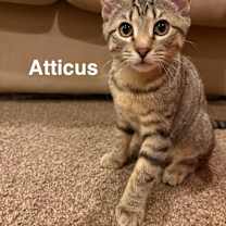 Thumbnail photo of Atticus #2