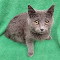 Thumbnail photo of Contessa #2