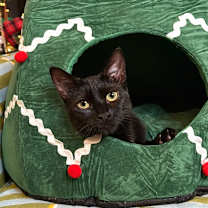 Thumbnail photo of Daisy #2