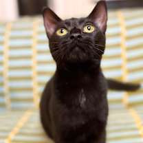 Thumbnail photo of Daisy #3