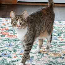 Thumbnail photo of Zora and Zelda #3