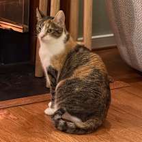 Thumbnail photo of Zora and Zelda #4