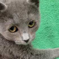 Thumbnail photo of Contessa #1