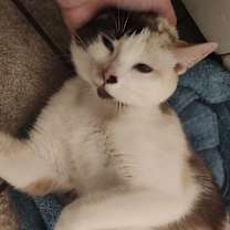 Thumbnail photo of Biscuit #4