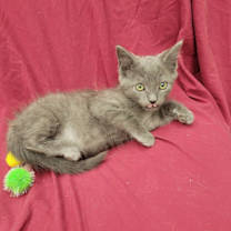 Thumbnail photo of Troy #2