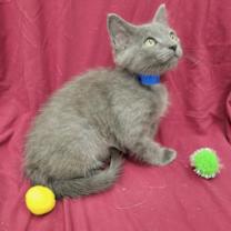 Thumbnail photo of Troy #3