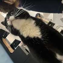 Thumbnail photo of Acee #4