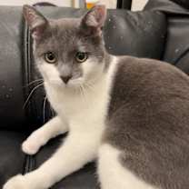 Thumbnail photo of Ziggy #1