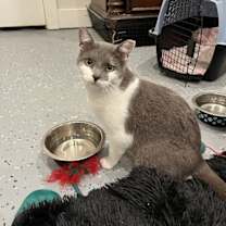 Thumbnail photo of Ziggy #2