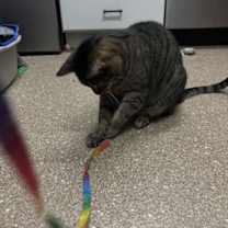 Thumbnail photo of Simba #4