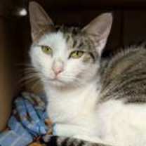 Thumbnail photo of Charlie - Love Bug #1