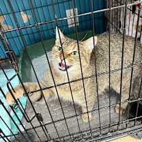 Thumbnail photo of Amtrack #1