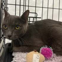 Thumbnail photo of Ladybug #3