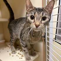 Thumbnail photo of Boo #1