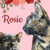 Thumbnail photo of Rosie #1