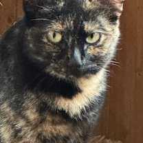 Thumbnail photo of Rosie #3