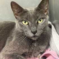 Thumbnail photo of Gaga #1