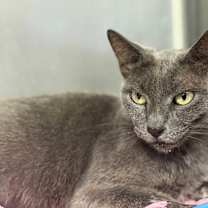 Thumbnail photo of Gaga #3