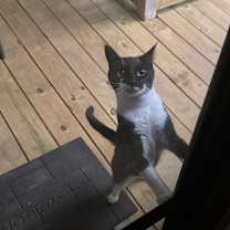 Thumbnail photo of Soxx #4