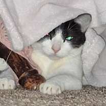 Thumbnail photo of Sassy #1