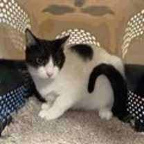 Thumbnail photo of Sassy #2