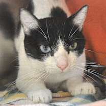 Thumbnail photo of Sassy #3