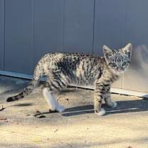 Thumbnail photo of MUFFIN #2