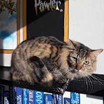 Thumbnail photo of Ziggy #3