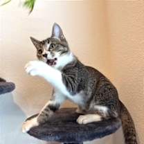 Thumbnail photo of Orbit (black collar) #2