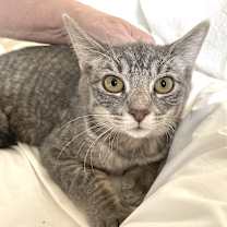 Thumbnail photo of Lady Jane #2