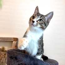 Thumbnail photo of Orbit #3