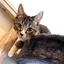 Thumbnail photo of Orbit (black collar) #4