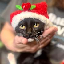 Thumbnail photo of Rooster #1