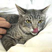 Thumbnail photo of Lady Jane #3