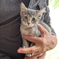 Thumbnail photo of Lady Jane #4