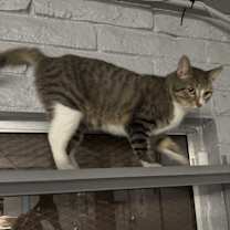 Thumbnail photo of Benny #3