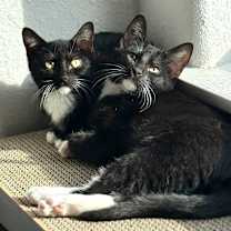 Thumbnail photo of Rooster #4