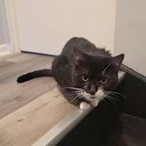 Thumbnail photo of Donut #3