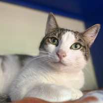 Thumbnail photo of Mr. Pinkles #1