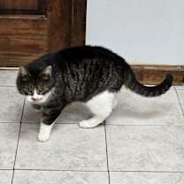 Thumbnail photo of Abby #4