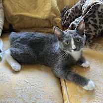 Thumbnail photo of Clairee - KITTEN #2