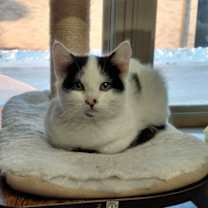 Thumbnail photo of Bart #3