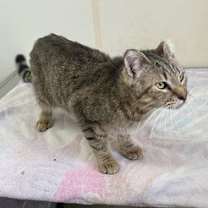 Thumbnail photo of Gingerbread - Brown Tabby with Frostbit Ear - #18 #2