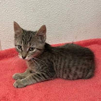 Thumbnail photo of Harry, Ron, & Hermione - 3 Kittens #20 #3