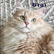 Thumbnail photo of Gigi #1