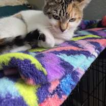 Thumbnail photo of Whoa Nellie #3