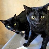 Thumbnail photo of Cafe Du Monde - BONDED TO COFF #2