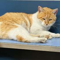 Thumbnail photo of Cagney #2