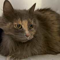 Thumbnail photo of Yodi #2