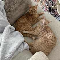 Thumbnail photo of Zelda and Rey #3